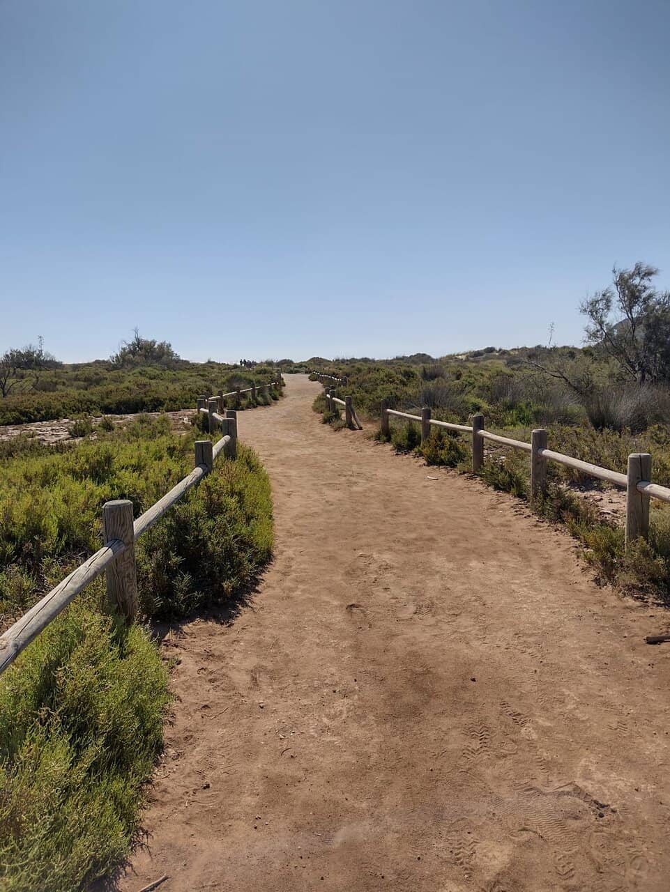 Wildflower Spectacle