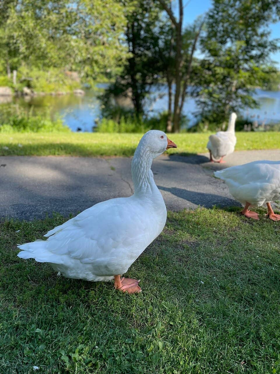 Seasonal Decorations