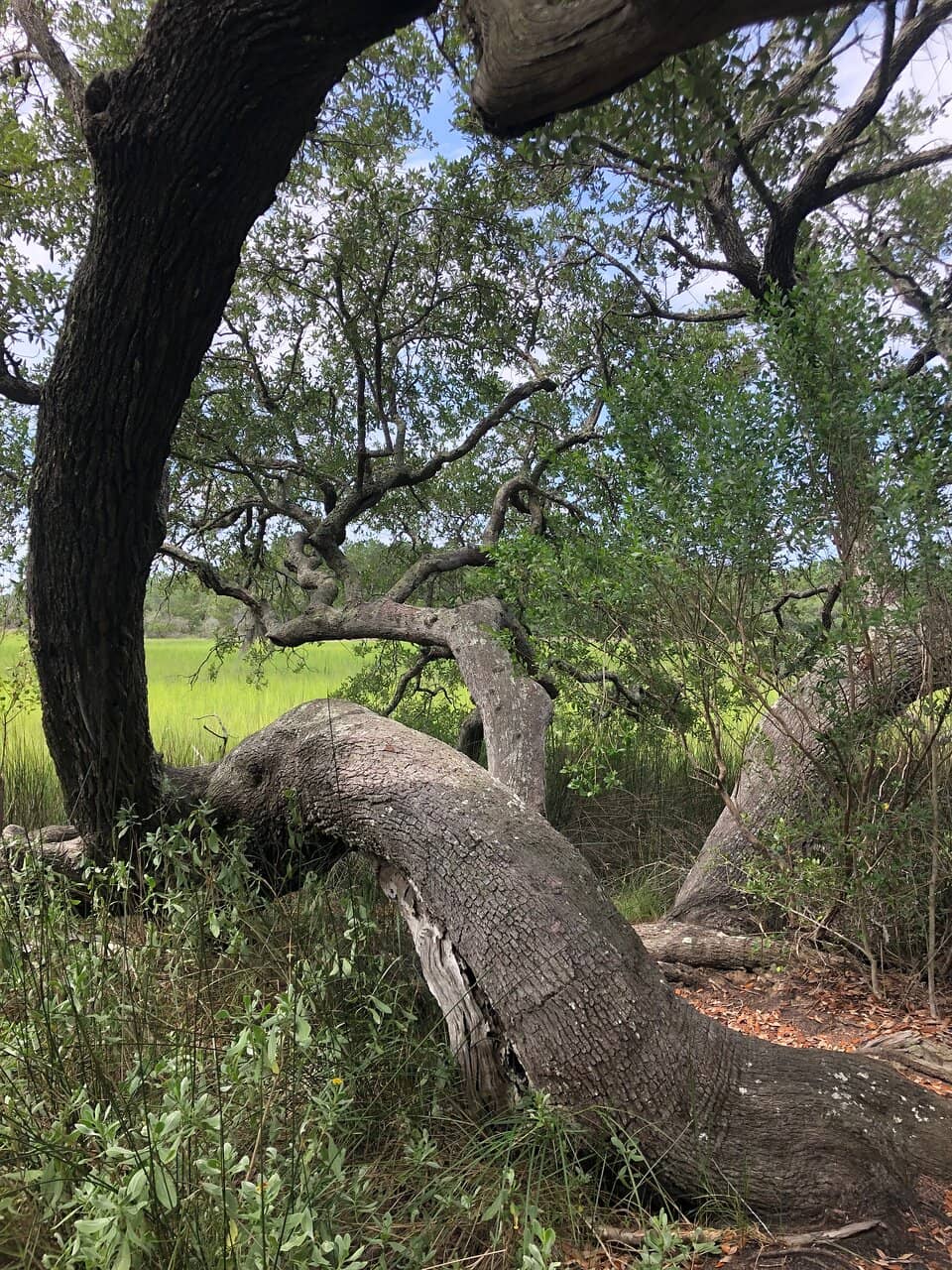 Woodland and Marsh Boardwalk