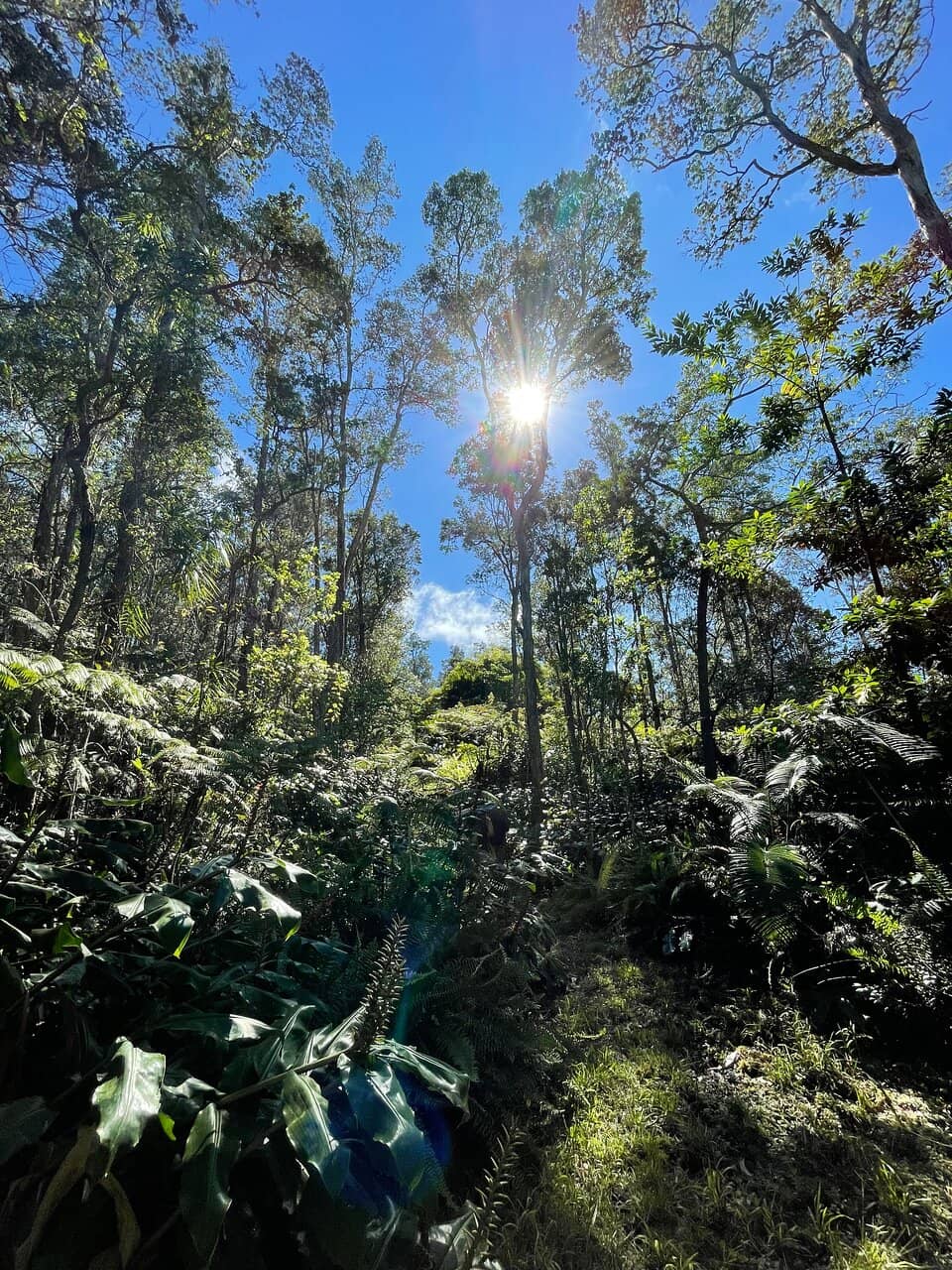 Reforestation Efforts