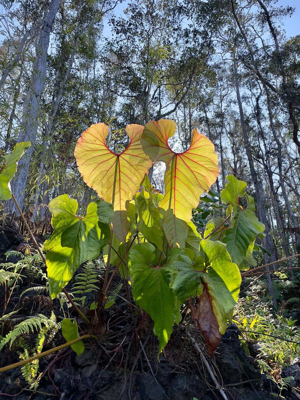 Guided Cloud Forest Tour