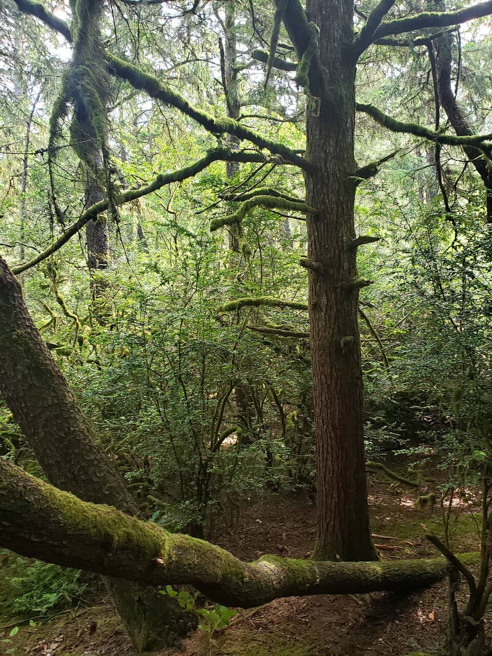 Charming Forest Trails