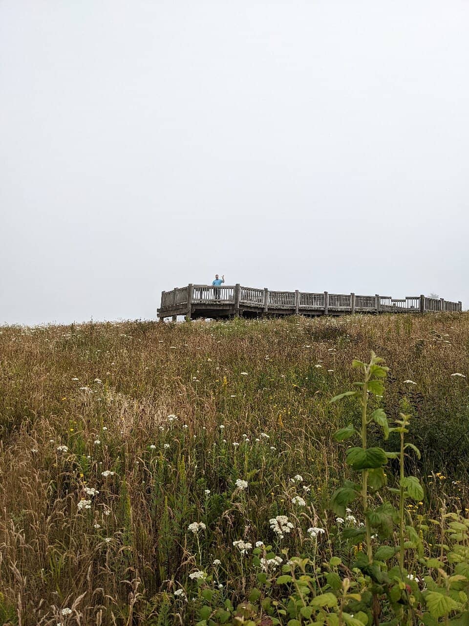 Butterfly Meadow