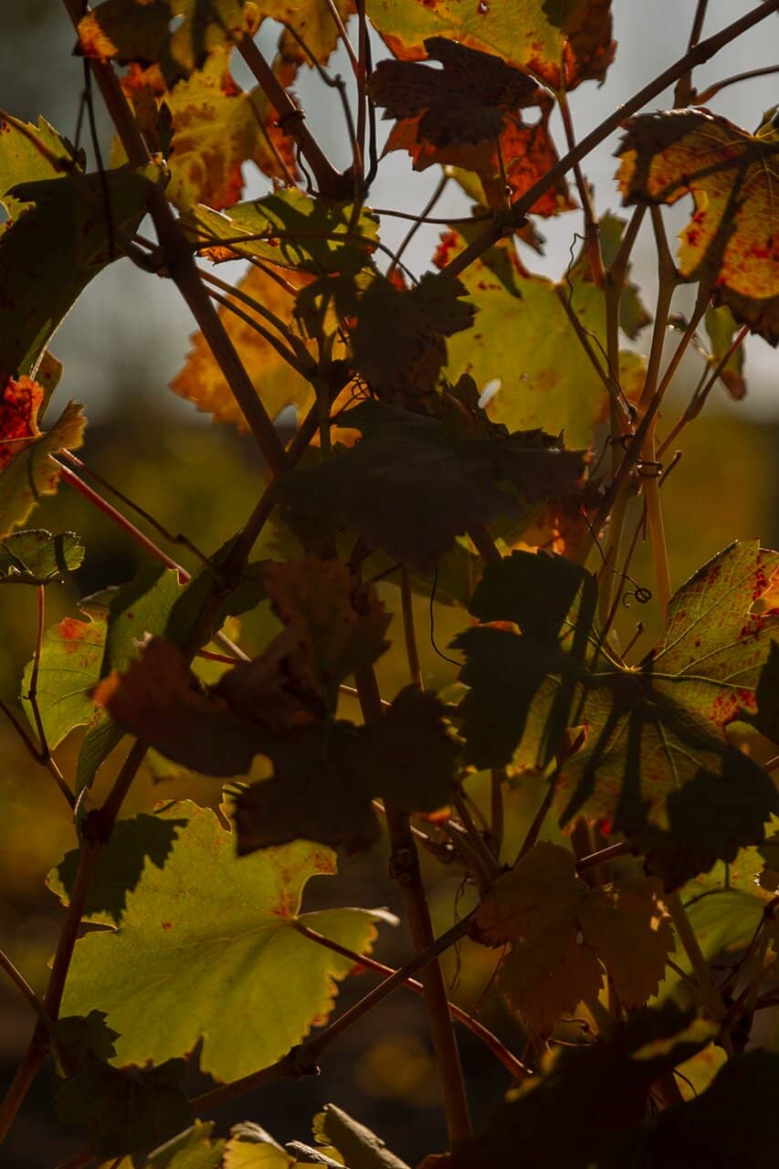 Personalized Wine Tastings