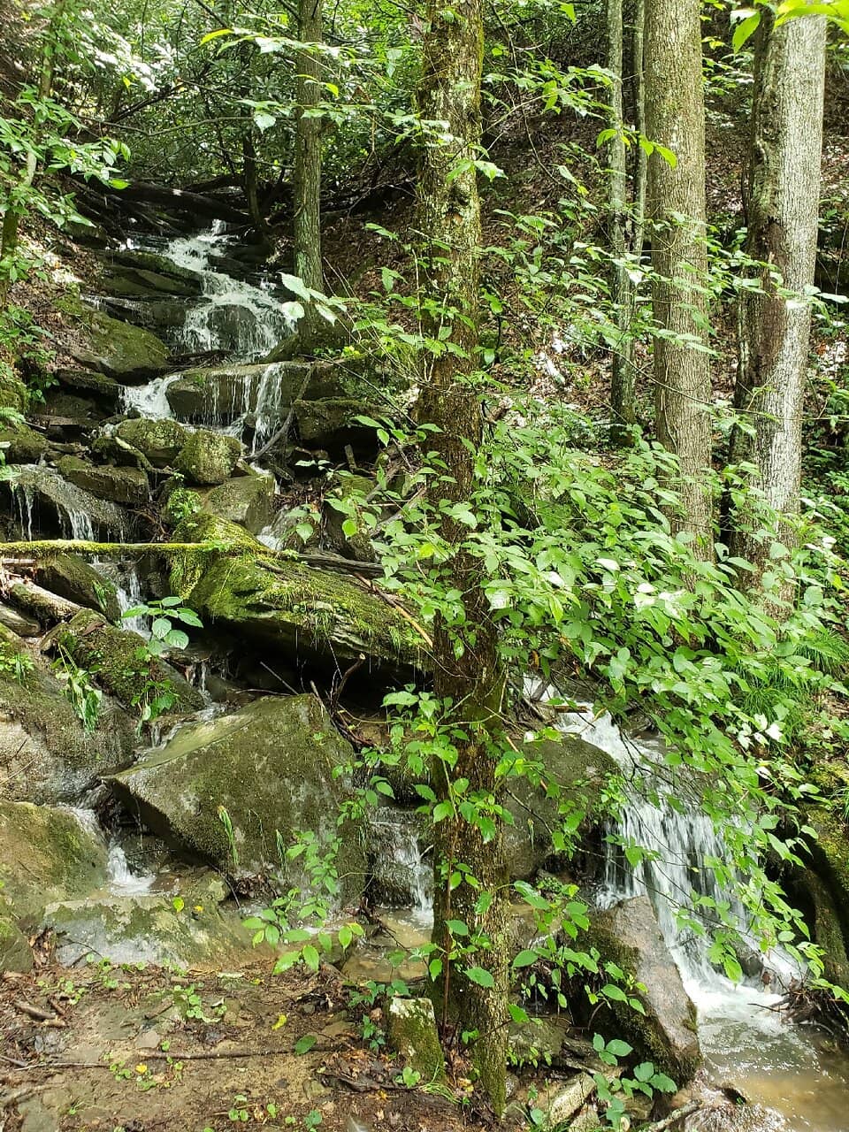 Dog-Friendly Strolls