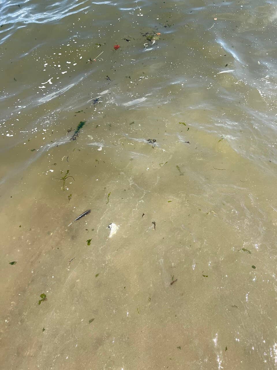 Concerts in the Park