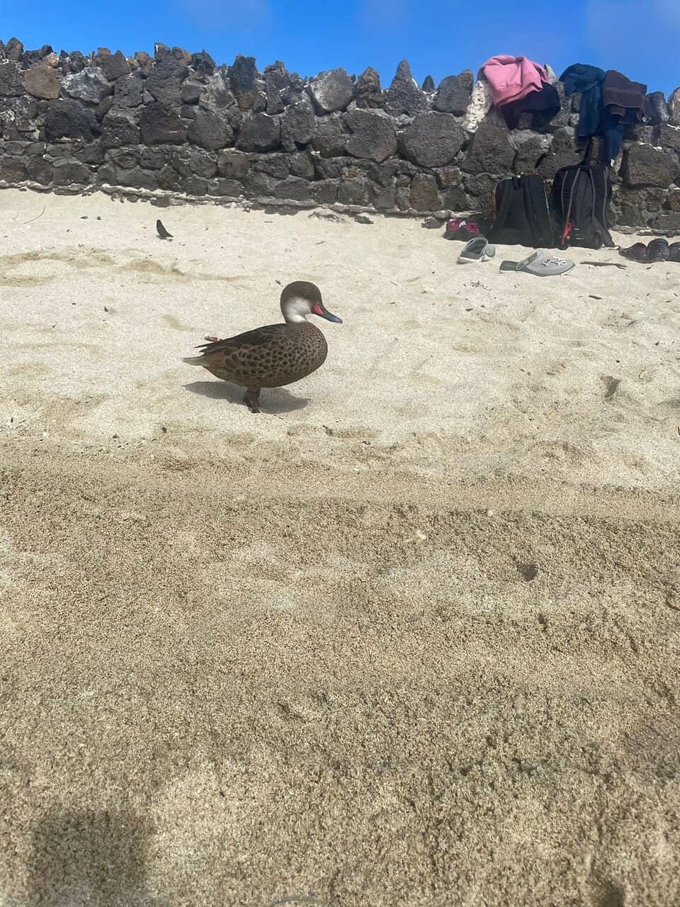 Sea Lion Encounters