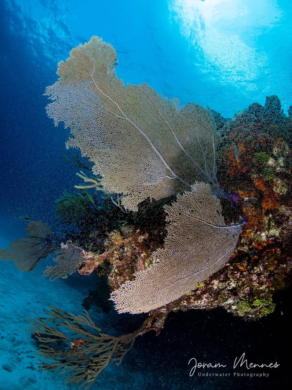 Spadefish Schools