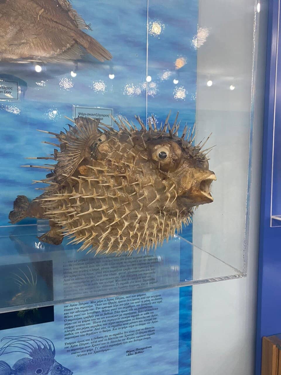 Butterfly & Insect Collection