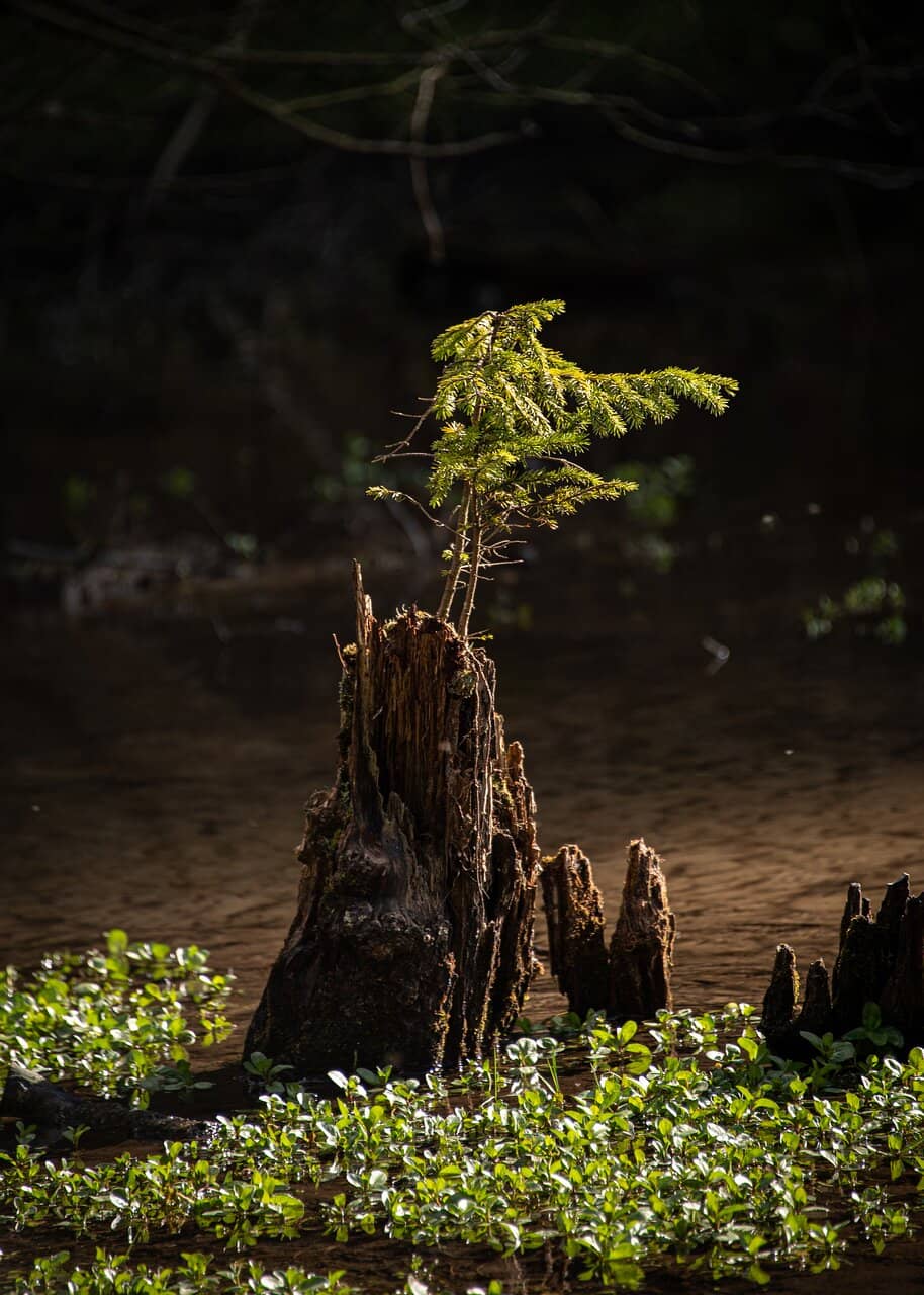 Scenic Walking Routes