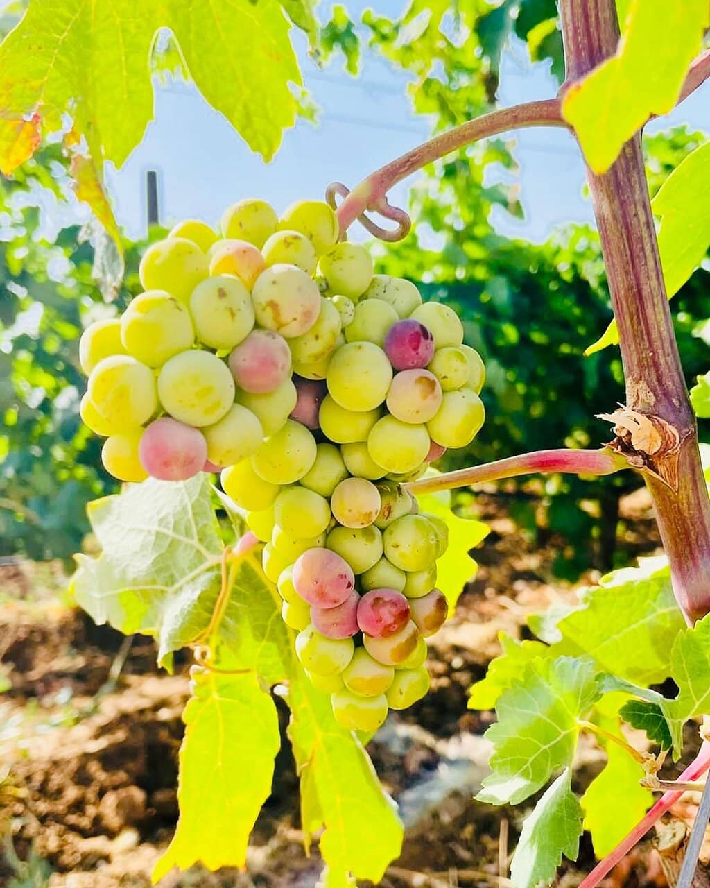 Vineyard Tour