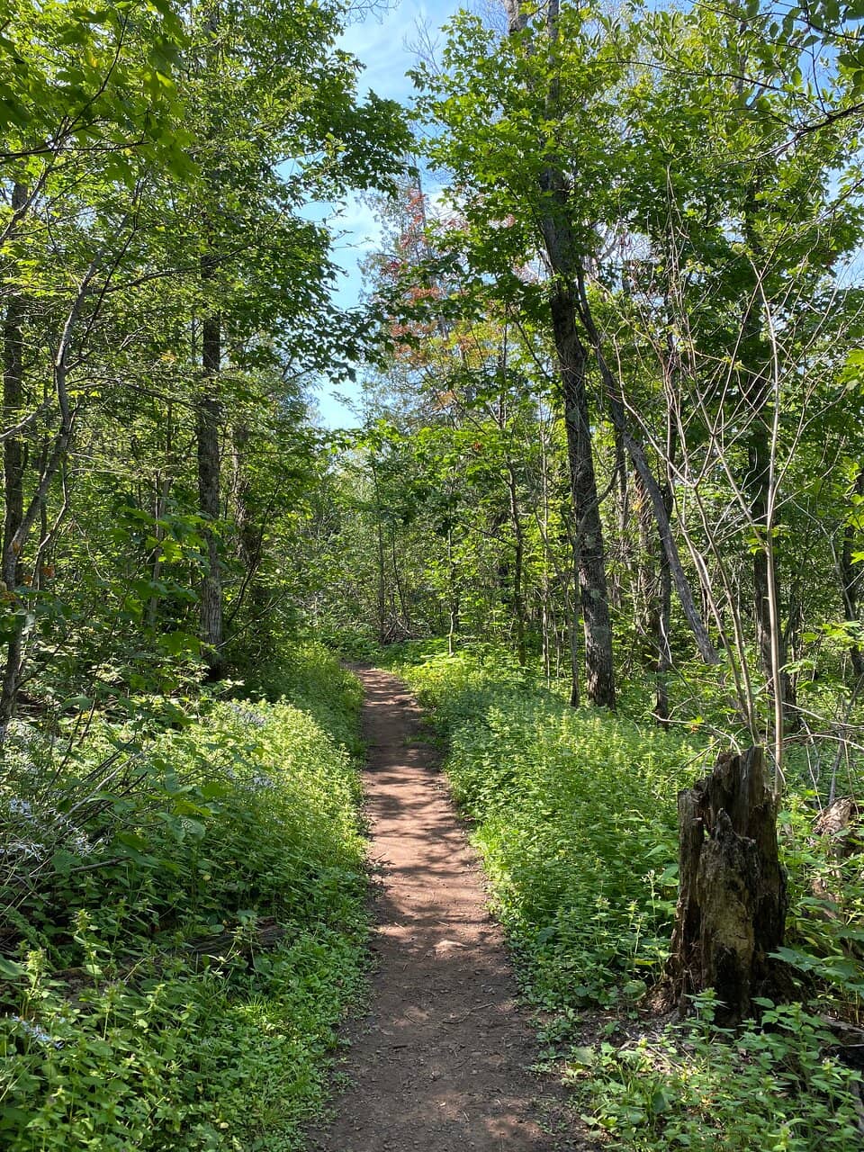 Moose Mountain Panorama
