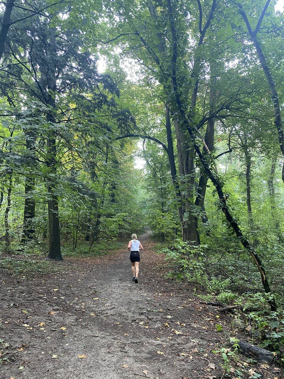 Ancient Oak Forest