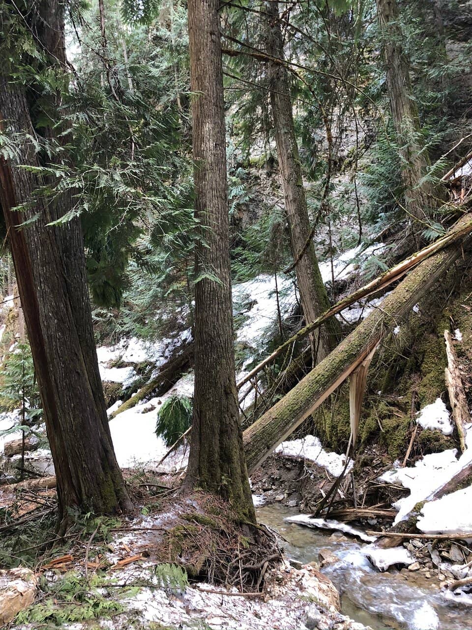 Salmon Run Spectacle