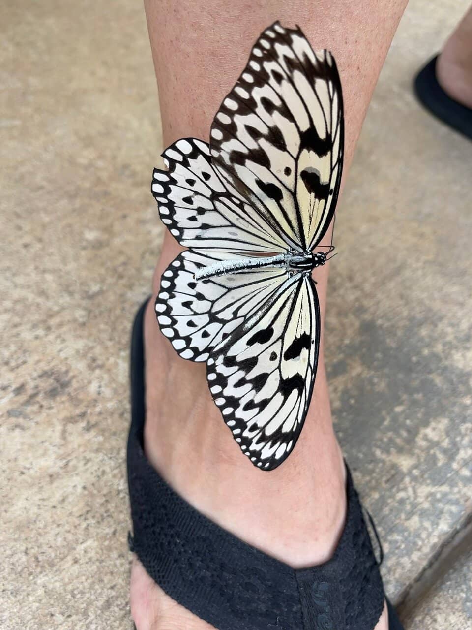 Butterfly 101 Presentation