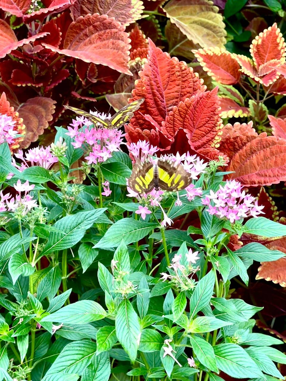 Exotic Plant Life