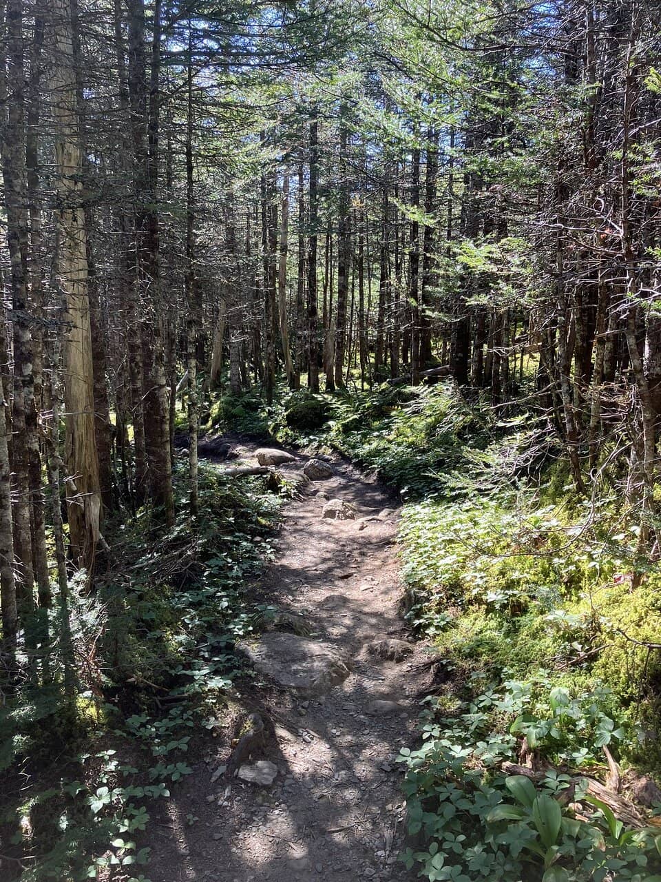 Moose Exclusion Zone