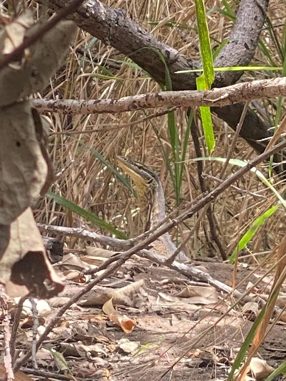 Croc Spotting (from a safe distance!)
