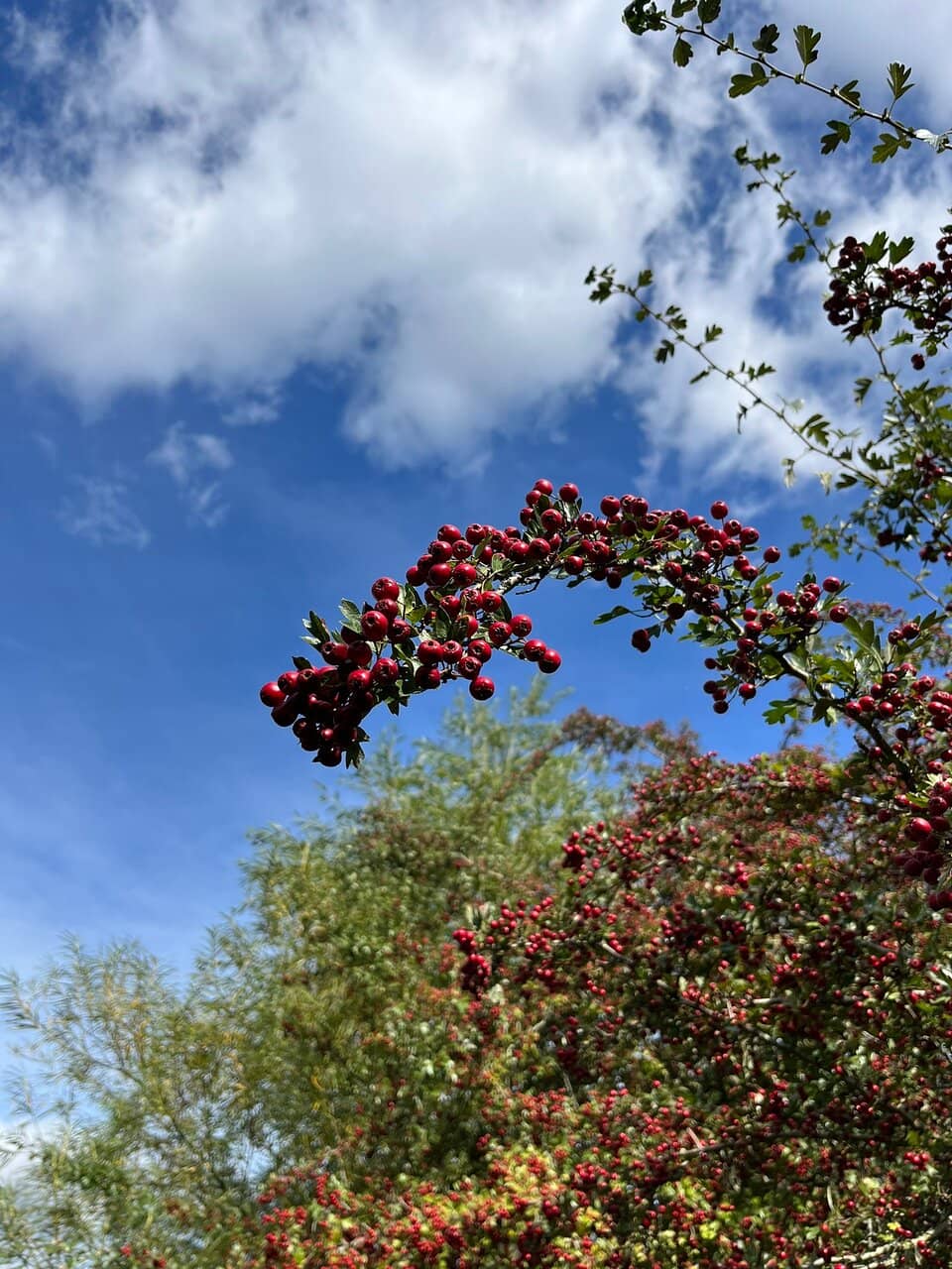 Vertical photo