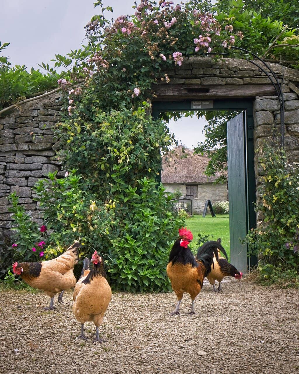 Meet the Farm Animals