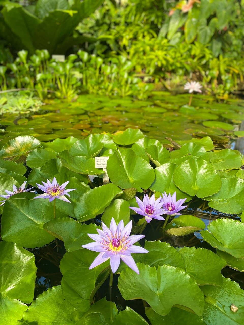 Outdoor Gardens