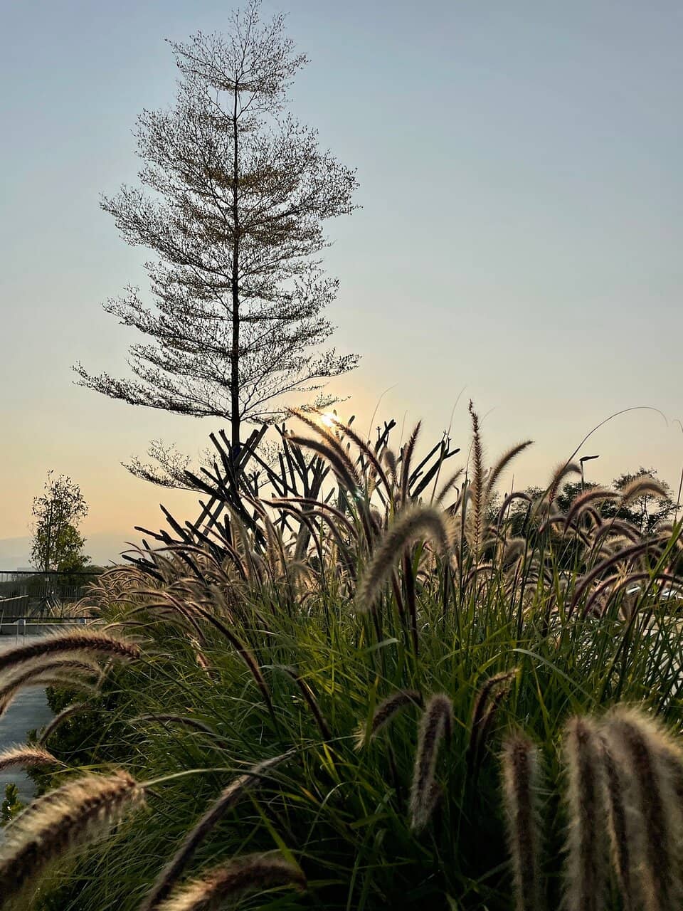 Plover Cove Reservoir