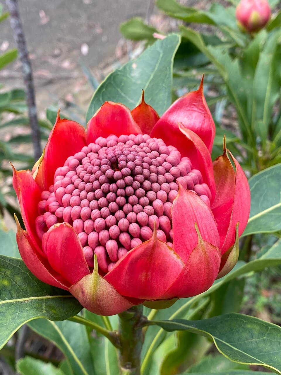 Native Eucalyptus Groves