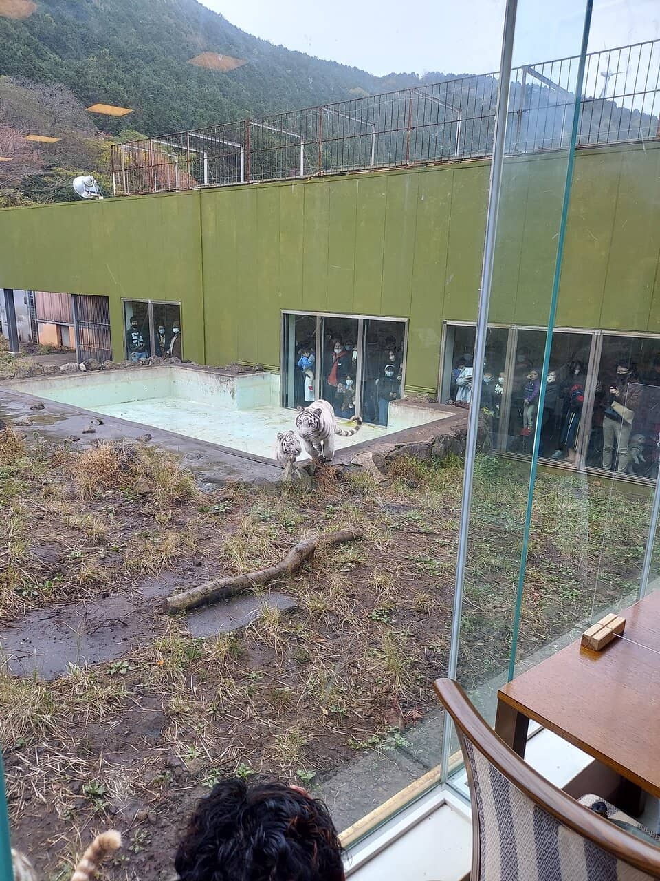 Capybara Encounters
