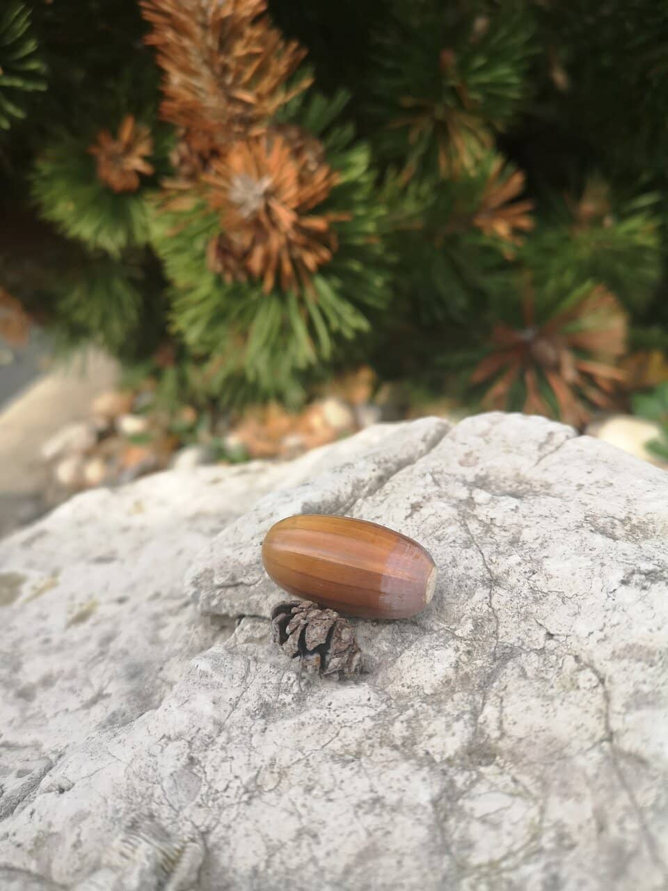 Nature Trails & Birdwatching