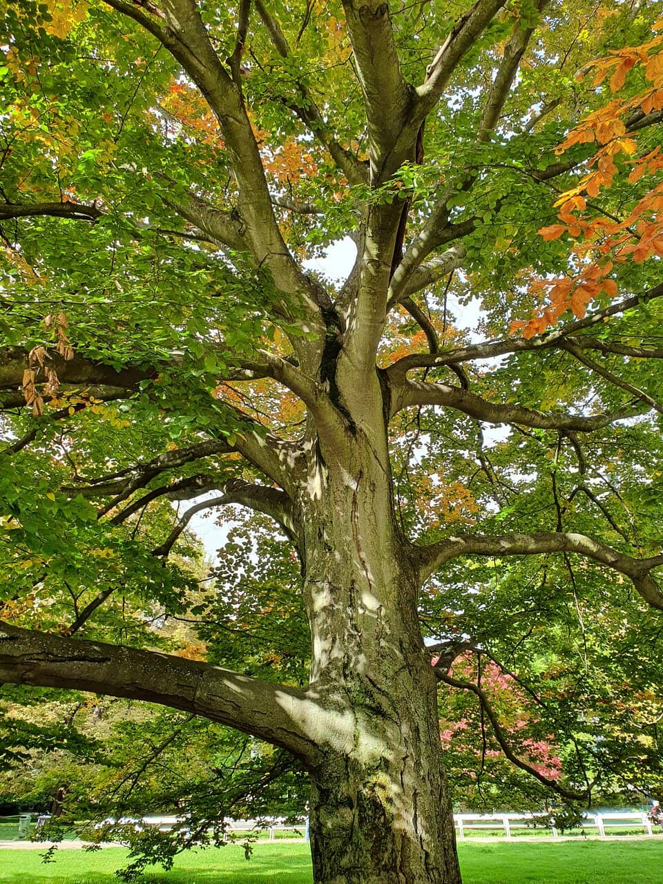 Dvořák Park