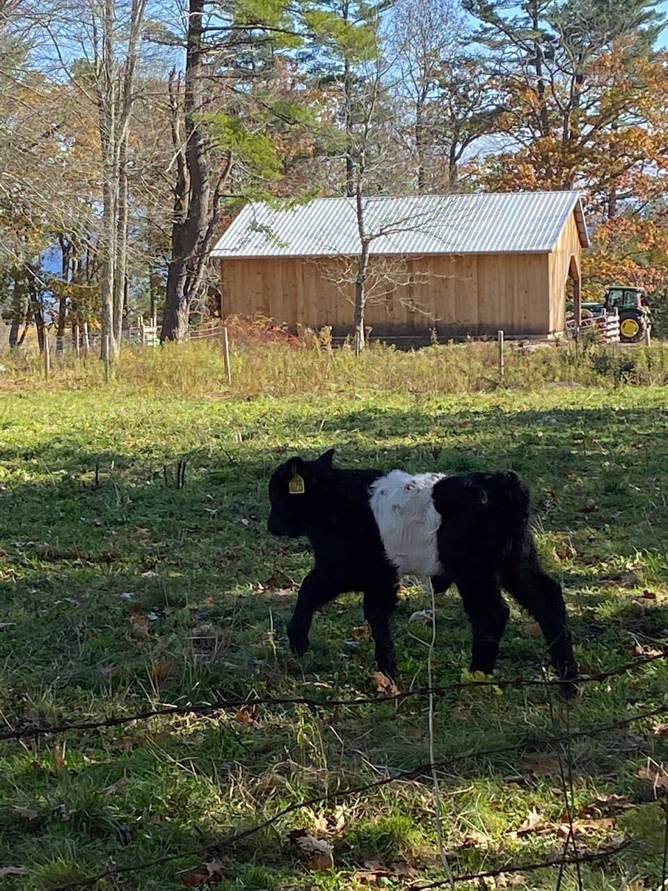 Belted Galloway Cows