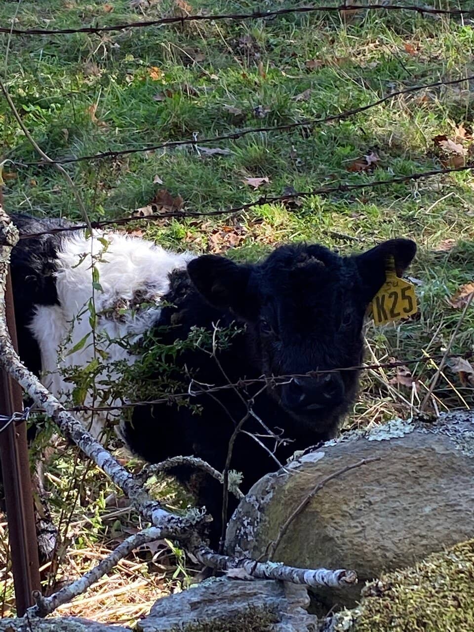 Calf Encounters