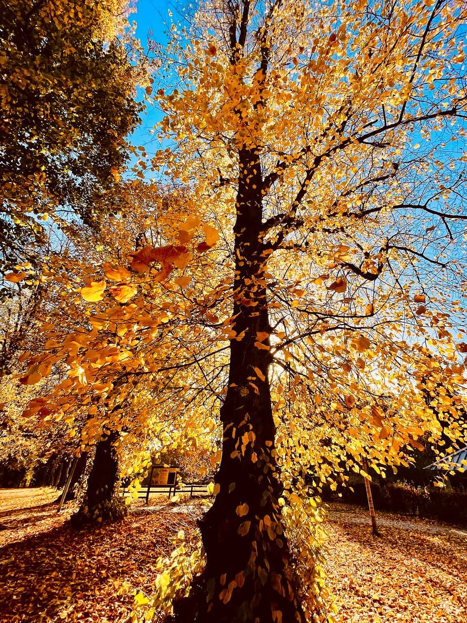 Children's Play Park