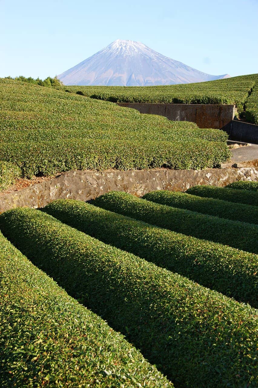 Local Tea Tasting