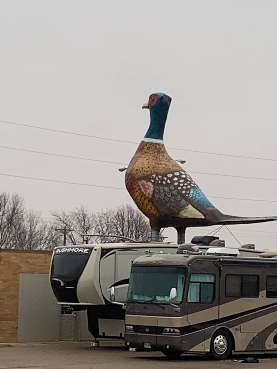 The Giant Pheasant