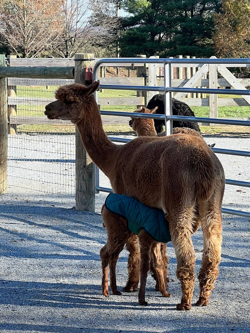 Farm Fun Activities