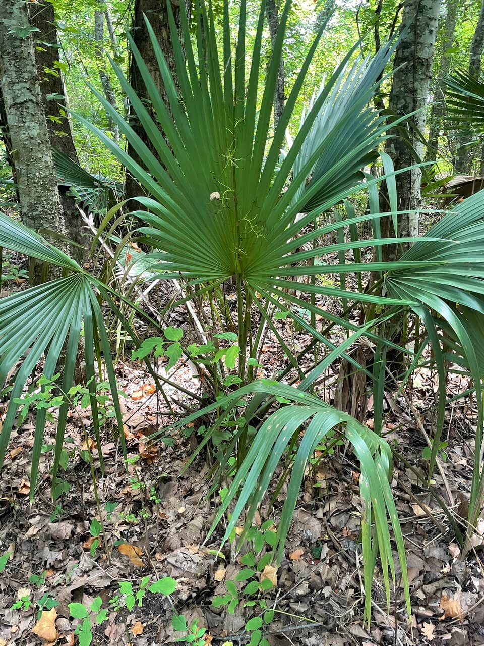 Wooden Boardwalk Trails