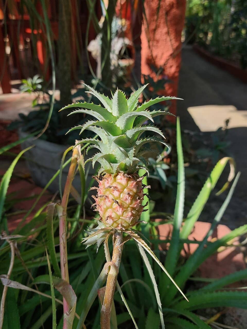 Garden-Fresh Dining