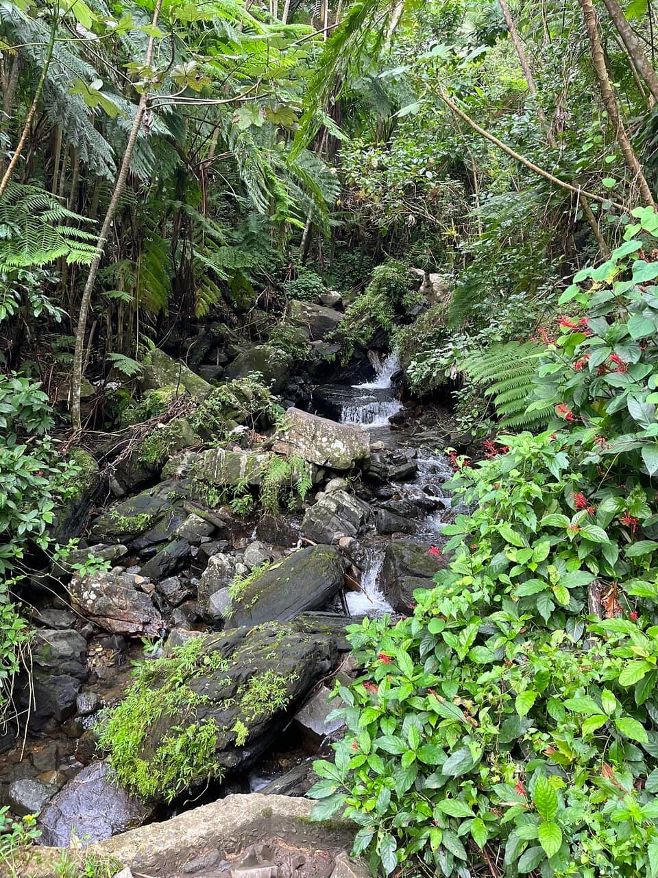 The Serene First Falls