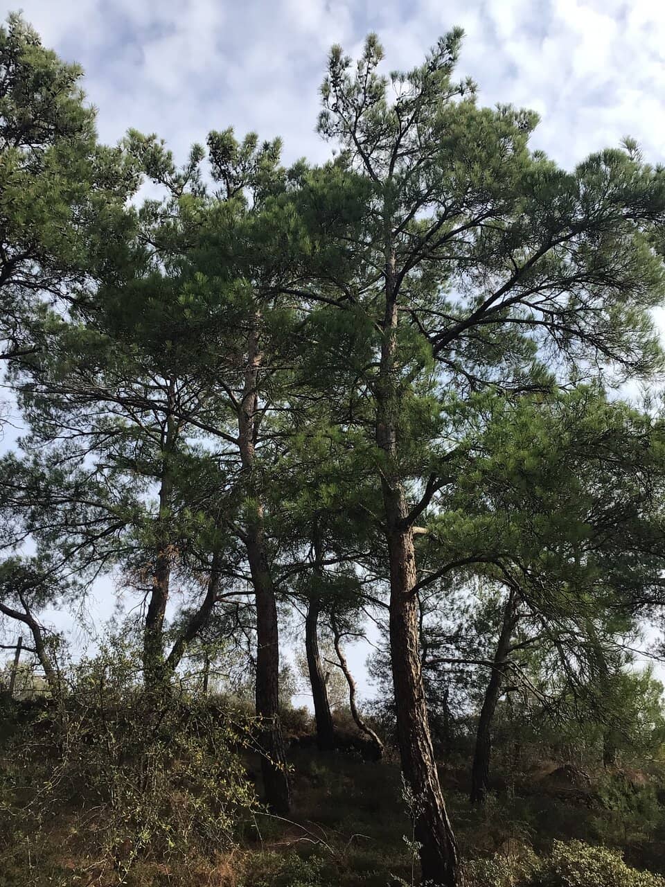 Devil's Table (Şeytan Sofrası)