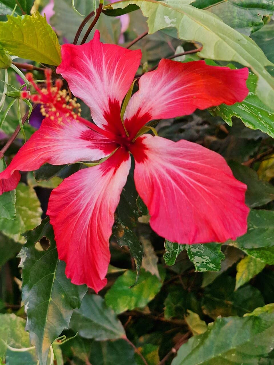 Art Nouveau Architecture