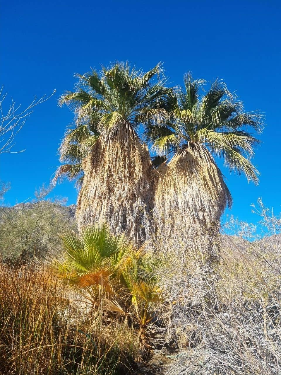 Desert Wildflowers