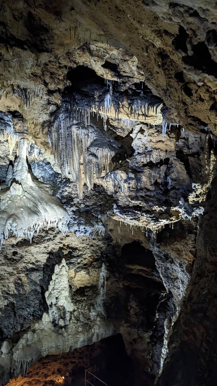 Cave Bear Skeleton