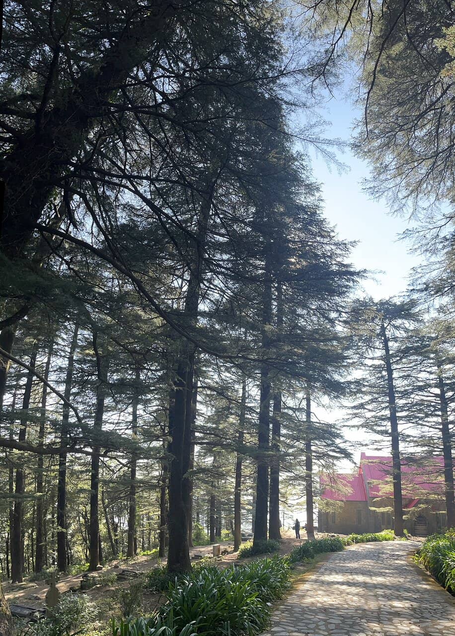 Forest Setting