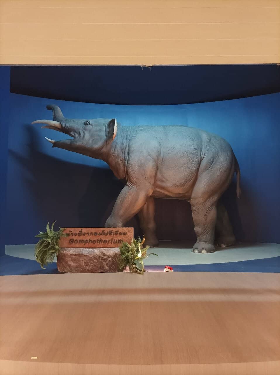 Petrified Wood Gallery