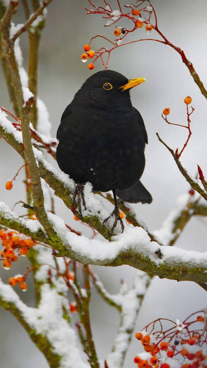 Jamestown Fishing Community