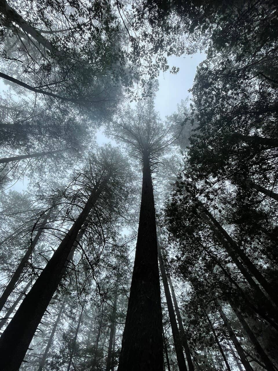 Vertical photo