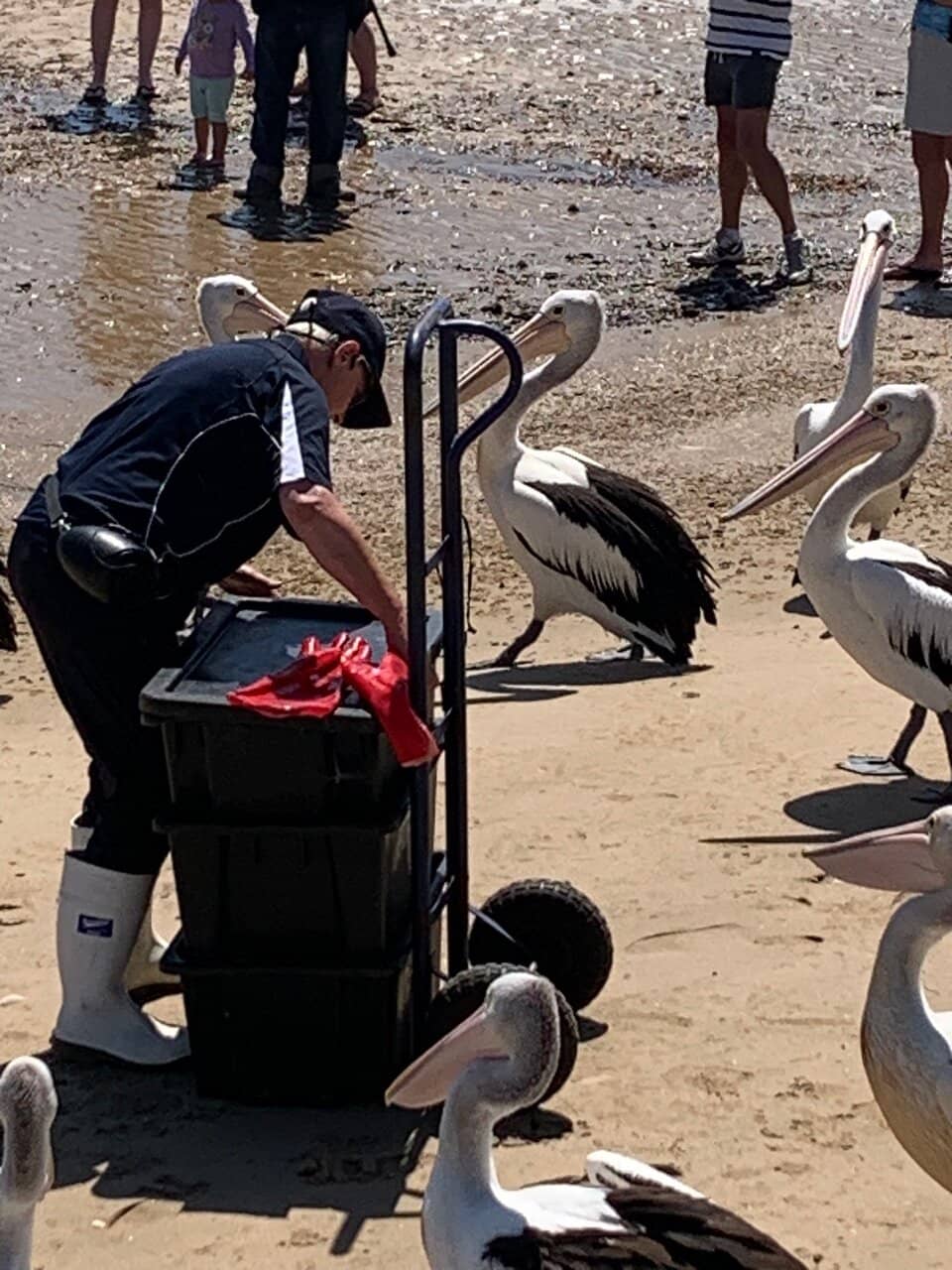 Marine Life Encounters
