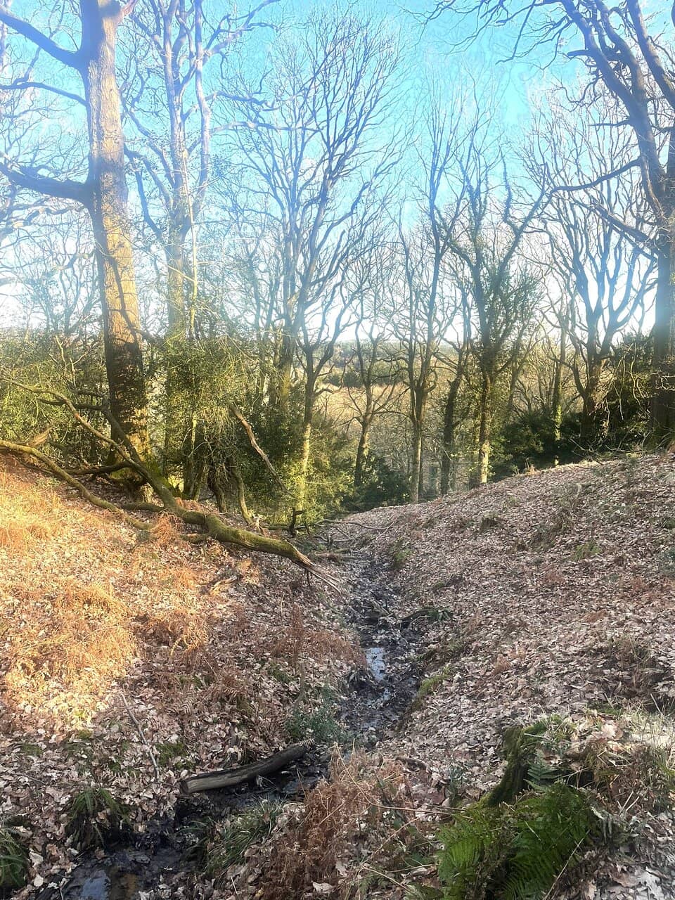 Fungi Wonderland