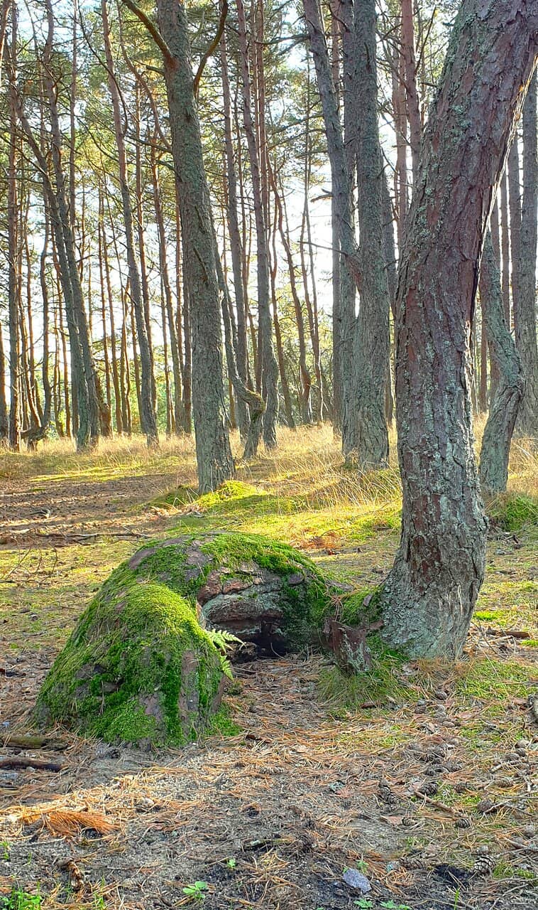 The Twisted Pines